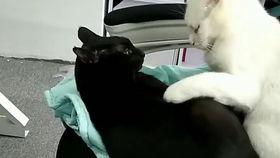 抖音网红大鹅吃瓜视频 第1张 抖音网红大鹅吃瓜视频 第1张